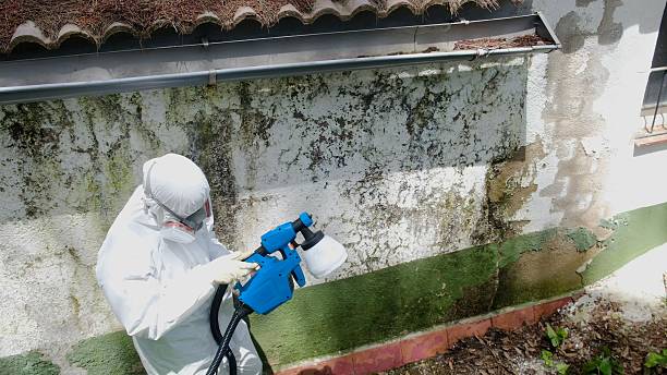 Trusted Crawl Space Mold Removal service in Lakeland, MN - Cheap Mold Removal
